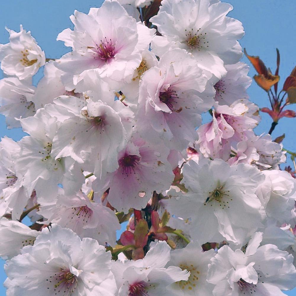 Prunus Fragrant Cloud Shizuka cherry tree