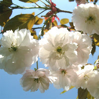 Prunus 'Fragrant Cloud' scented cherry blossom