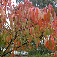 Prunus 'Fragrant Cloud' autumn leaves