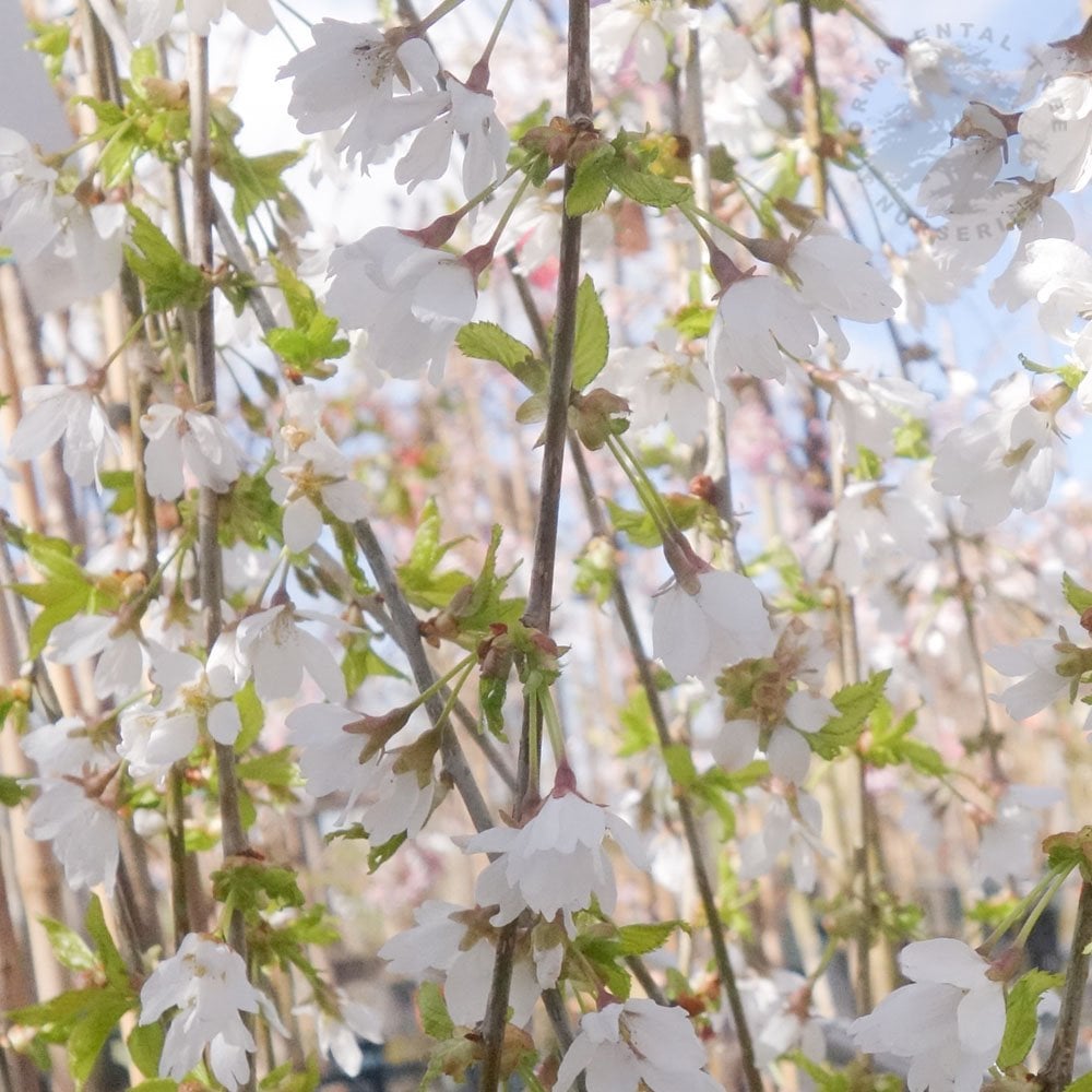 Prunus Frilly Frock | Buy Small Weeping Cherry Blossom Trees ...