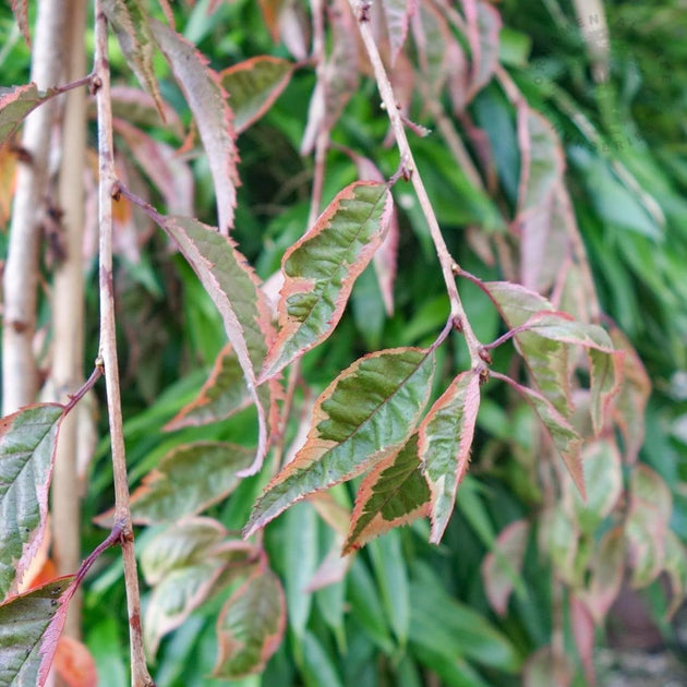 Prunus 'Frilly Frock' variegated leaves