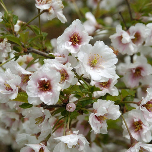 Prunus 'Hally Jolivette' Cherry tree