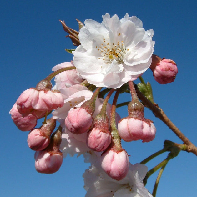 Prunus 'Hally Jolivette' flowers and buds