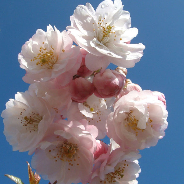 Prunus 'Hally Jolivette' Cherry blossom