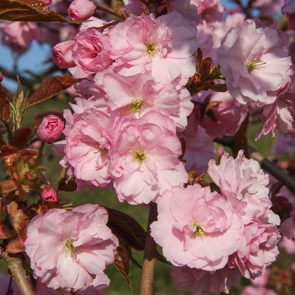 Prunus 'Hokusai' cherry blossom