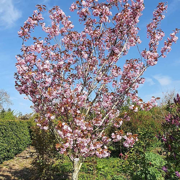 Prunus 'Hokusai' flowering cherry tree