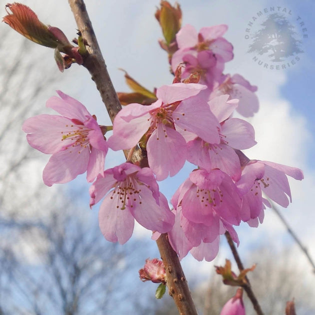 Prunus Dream Catcher cherry blossom