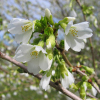 Prunus incisa f. yamadei tree