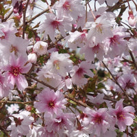 Prunus Incisa 'Mikinori' cherry blossom