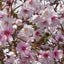 Prunus Incisa 'Mikinori' cherry blossom