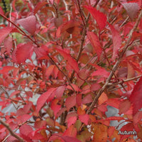 Prunus incisa 'Mikinori' autumn foliage