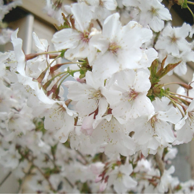 Prunus Incisa 'Mikinori' white fuji cherry blossom