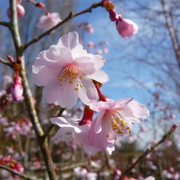 Prunus Incisa 'Mikinori' pink fuji cherry blossom