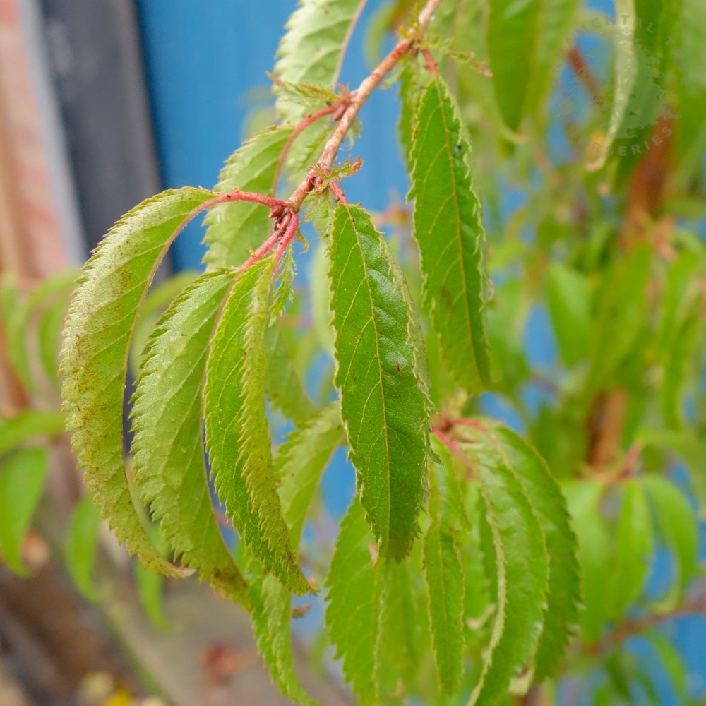 Prunus Oshidori foliage