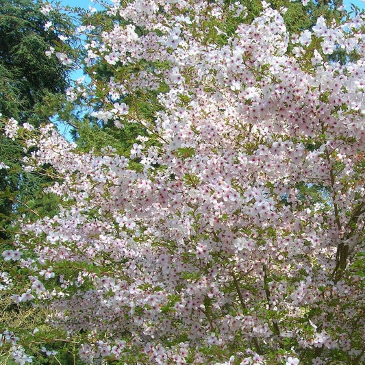 Prunus incisa 'The Bride' Cherry Blossom