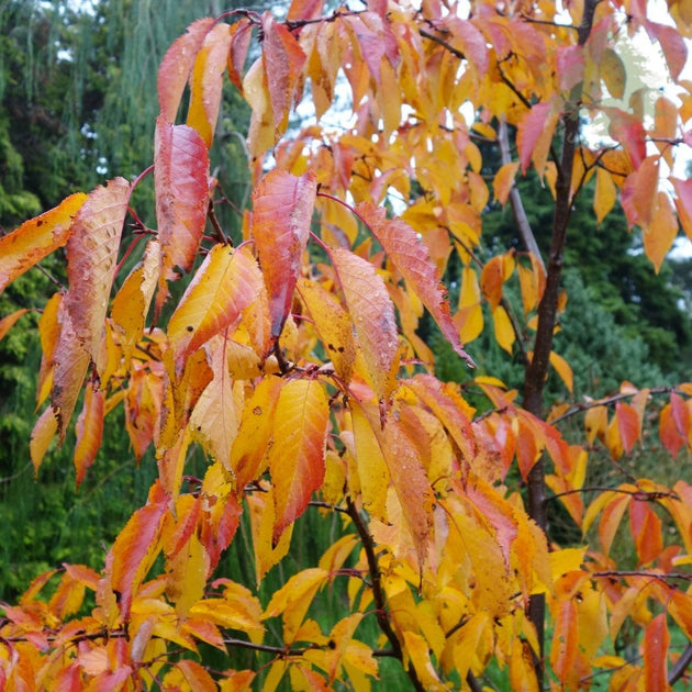 Prunus Jacqueline autumn leaves