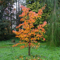 Prunus Jacqueline cherry tree