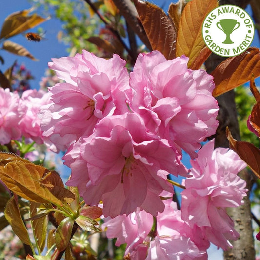 Prunus 'Kanzan' Cherry tree