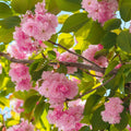 Prunus 'Kanzan' Cherry blossom