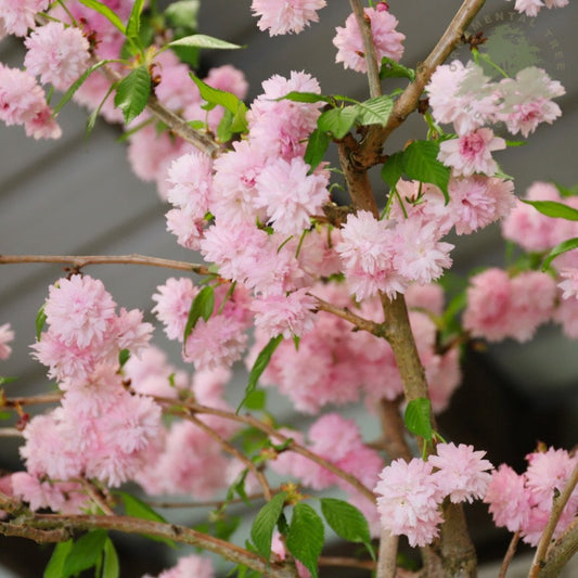 Prunus 'Kiku shidare zakura'