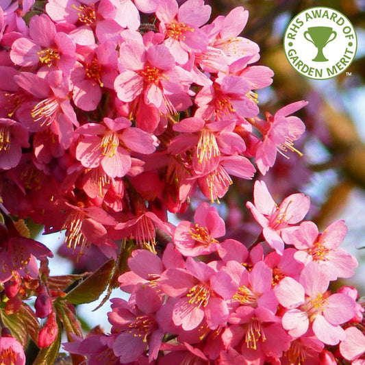 Prunus 'Kursar' Cherry Blossom tree