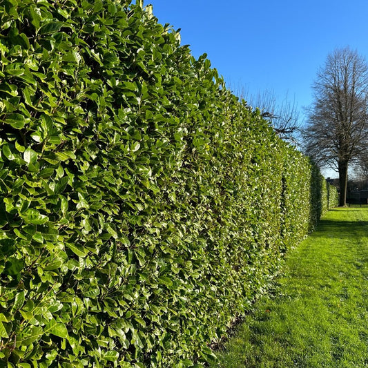 Cherry Laurel Hedging Singles & Bundles