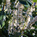 Prunus laurocerasus 'Caucasica'