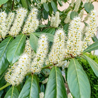 Prunus laurocerasus 'Genolia'