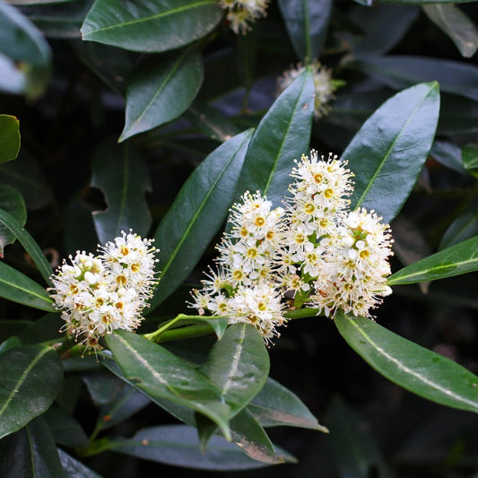 Cherry Laurel 'Novita' foliage