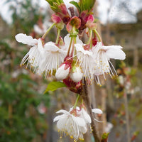 Prunus litigiosa