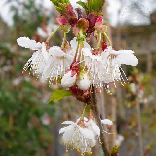 Prunus litigiosa Tassel Cherry tree