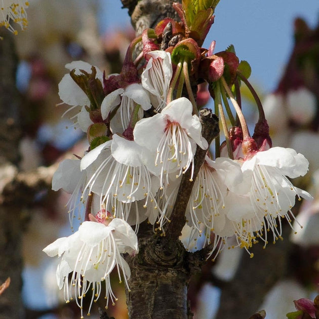 Prunus litigiosa flowers