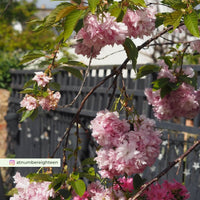 Prunus Little Pink Perfection cherry blossom tree