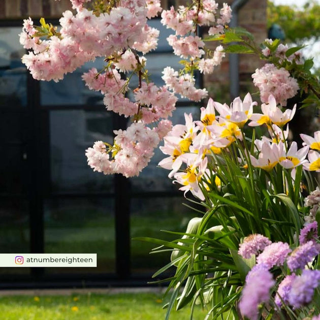 Little Pink Perfection cherry blossom tree in a garden