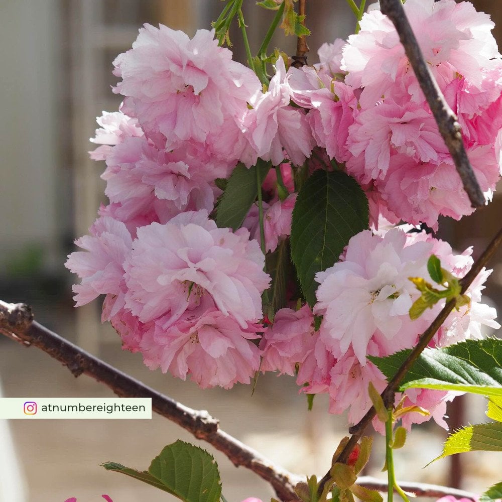 Little Pink Perfection cherry blossom flowers