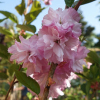 Prunus 'Little Pink Perfection' pink cherry blossom