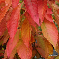 Prunus 'Little Pink Perfection' autumn foliage