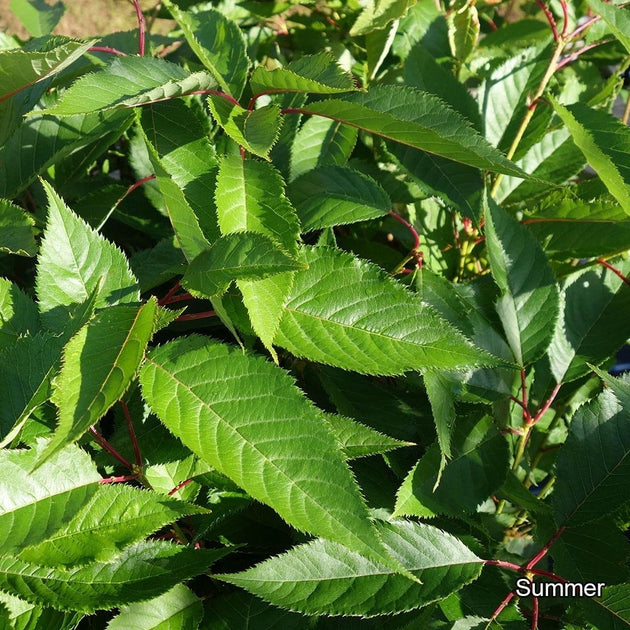 Prunus 'Little Pink Perfection' summer foliage