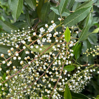 Prunus lusitanica 'Angustifolia' Laurel