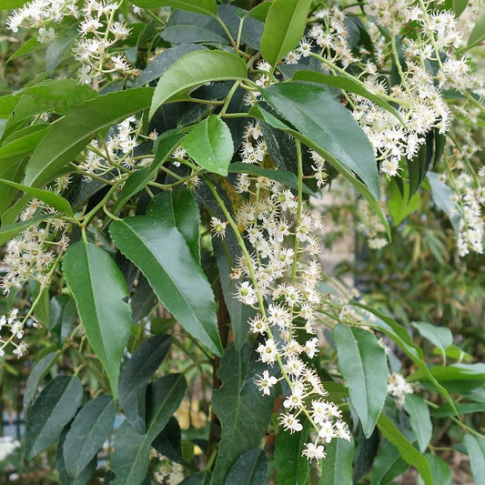 Prunus lusitanica