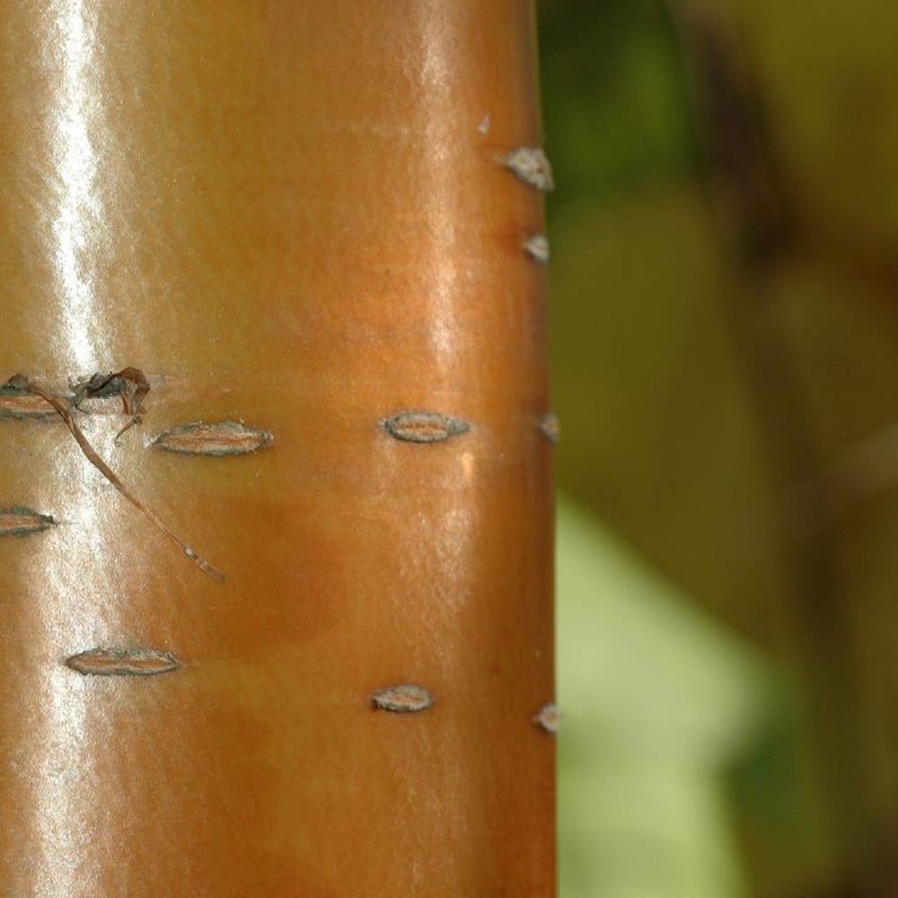 Manchurian Cherry tree bark