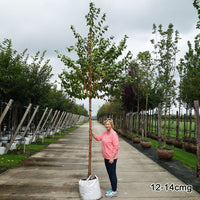 Mature Prunus maackii tree