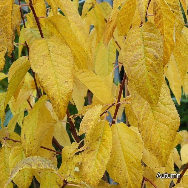 Prunus maackii autumn foliage