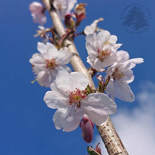 Prunus 'Marie Mallet' cherry blossom tree