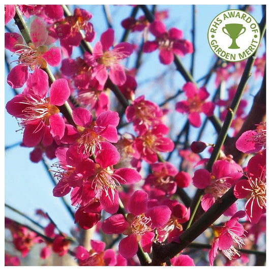 Prunus mume 'Beni-chidori' Apricot tree