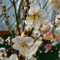 Prunus mume 'Omoi-no-mama' Apricot blossom