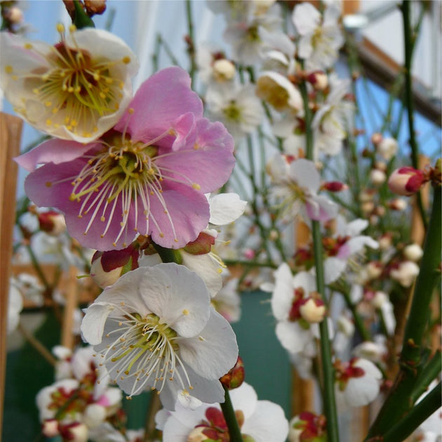 Prunus mume 'Omoi-no-mama' Japanese Apricot flowers