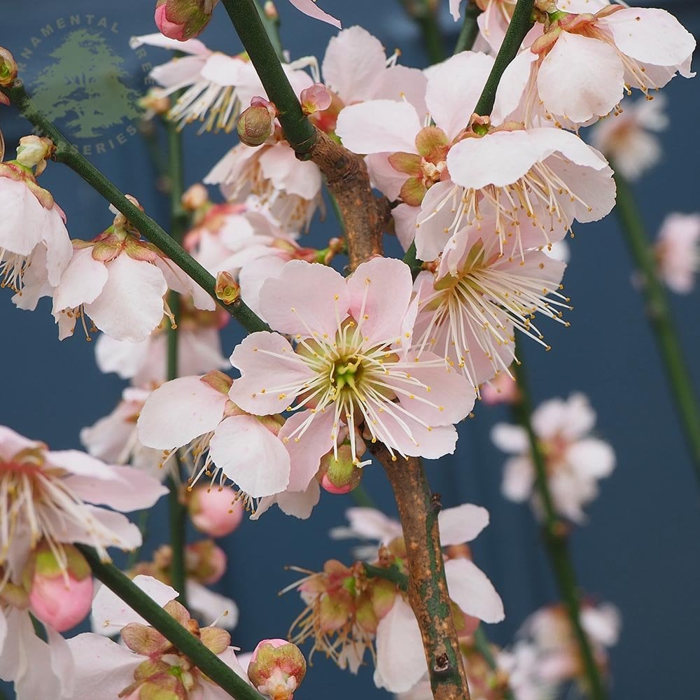 Prunus mume 'Omoi-no-mama' tree