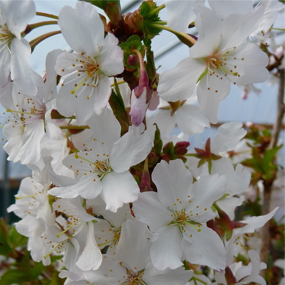 Prunus nipponica kurilensis 'Brilliant' Alpine Cherry blossom