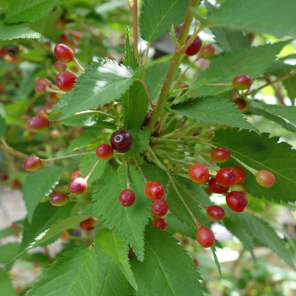 Prunus nipponica 'Brilliant' Alpine cherry fruits